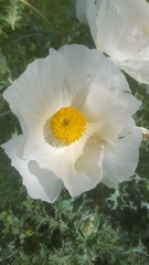 Argemone polyanthemos