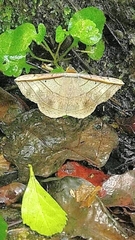 Entomogramma fautrix