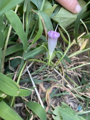 Ipomoea hederacea