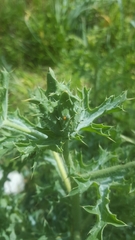 Argemone polyanthemos