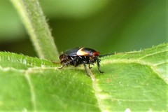 Hemithyrsocera palliata