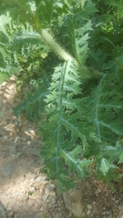 Argemone polyanthemos