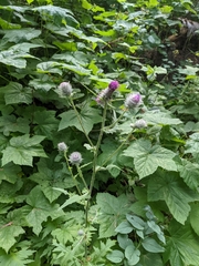 Cirsium edule