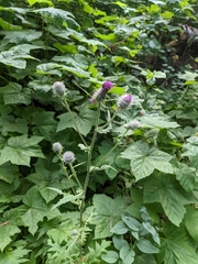 Cirsium edule