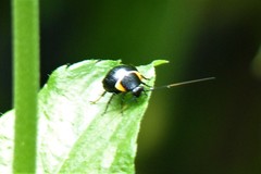 Hemithyrsocera palliata