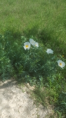 Argemone polyanthemos