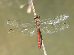 Elasmothemis cannacrioides