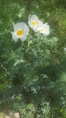 Argemone polyanthemos