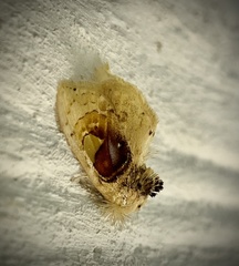 Arrhenophanes perspicilla