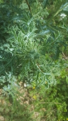 Argemone polyanthemos