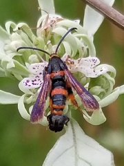 Synanthedon sapygaeformis