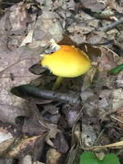 Pluteus admirabilis