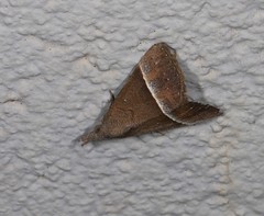Hypena orthographa