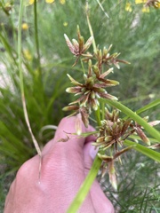 Cyperus ochraceus
