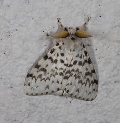 Lymantria pelospila