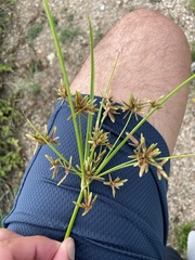Cyperus ochraceus