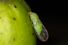 Cacopsylla peregrina