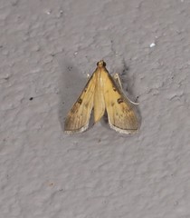 Tatobotys janapalis
