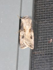 Agrotis interjectionis