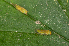 Cacopsylla peregrina
