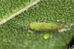 Cacopsylla peregrina