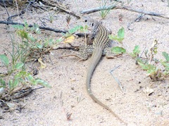 Aspidoscelis tesselatus