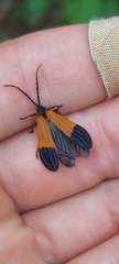 Calopterini