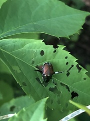 Popillia japonica