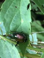 Popillia japonica