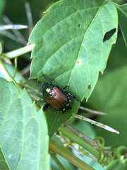 Popillia japonica