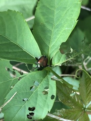 Popillia japonica