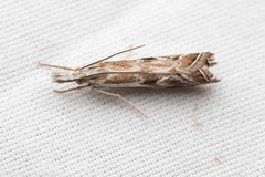 Catoptria oregonicus