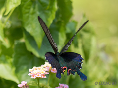 Papilio dialis