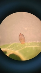 Caryomyia urnula