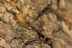 Empicoris vagabundus