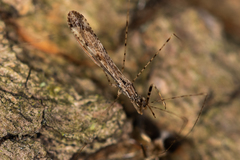 Empicoris vagabundus