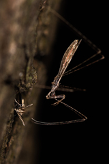 Empicoris vagabundus