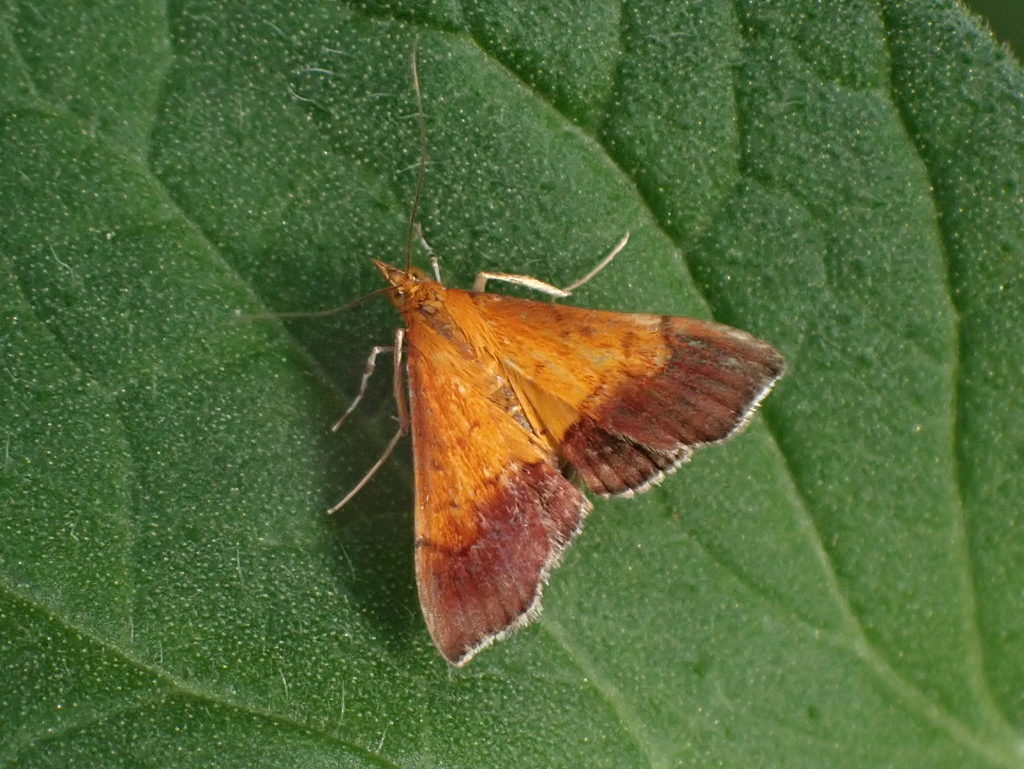 Bicolored Pyrausta Moth