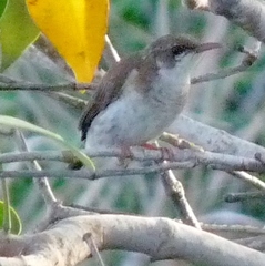 Ramsayornis modestus
