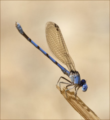 Argia agrioides