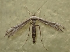 Oidaematophorus