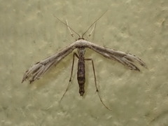 Oidaematophorus