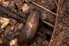 Krynickillus melanocephalus