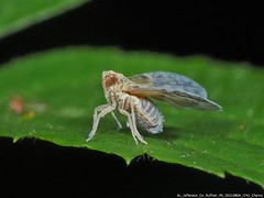 Bothriocera maculata