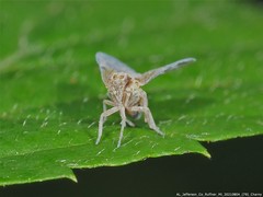 Bothriocera maculata
