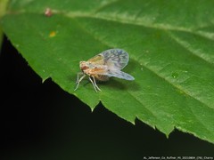 Bothriocera maculata