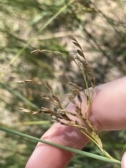 Juncus mexicanus