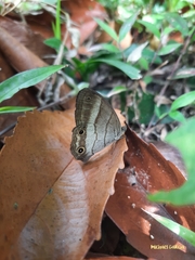 Euptychoides laccine