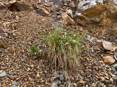 Luzula arcuata unalaschcensis