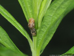 Clastoptera laevigata